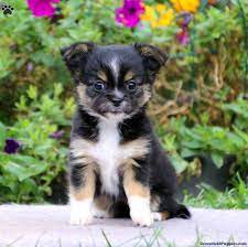 Join millions of people using oodle to find puppies for adoption, dog and puppy listings, and other pets adoption. Chihuahua Puppies For Sale Greenfield Puppies