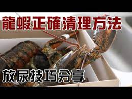 技術分享 如何清理龍蝦 放尿方法 youtube 技術 清 分享