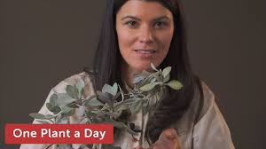 Image result for Kleinia fulgens