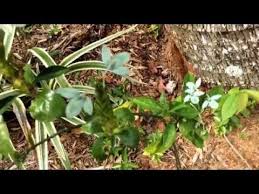 Image result for Ecbolium clarkei