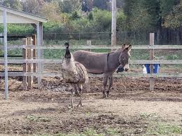 A Male Donkey And A Female Emu Have Reportedly Fallen In Love Creating An Unexpected Animals Donkey Emu Love Npr In 2020 Species Horse Pictures Animals