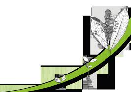 Image result for Campylospermum densiflorum