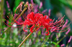Sick is the second episode of the third season of amc's the walking dead. Hanakotoba The Secret Meanings Behind 9 Flowers In Japan