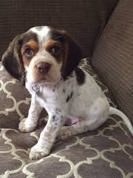 Beagle Cocker Spaniel Mix Black And White Spaniel And Beagle Mix Beagle Mix Puppies Beagle Mix Mixed Breed Puppies