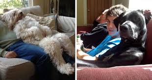 The artist, the model, and the viewer. Share Photos Of Your Dogs Acting Like Humans Bored Panda