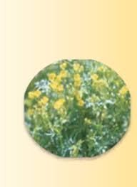 Image result for Pentarrhinum abyssinicum