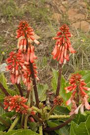 Image result for Erythrina zeyheri
