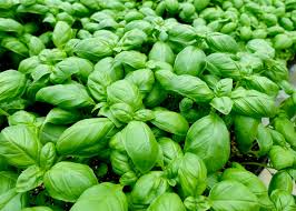 Image result for Ocimum