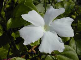 Image result for Thunbergia mildbraediana