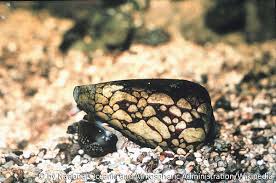 Some call them the silent assassins drugging sleeping fish before injecting their poison. The Cone Snail Medical Articles Service Medicine Aqua Med