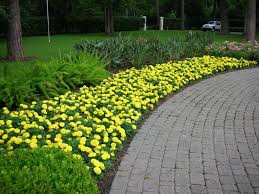 Yellow Marigold Garden Border Autumn Garden Garden Landscaping Outdoor Gardens