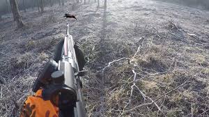 Lors d'une journée de chasse entre collaborateurs de la rnc l'an dernier, un sanglier s'est réfugié dans un grand roncier. Keiler Archives Videos De Chasse