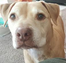 Your local valencia veterinary center that will care and look after your pet family member. Homeopathy Provides Alternative For Pets