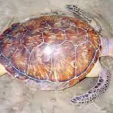 The design and illustration is by artist dawn witherington. Pdf The Characterization Of Tortoise Shell And Its Imitations
