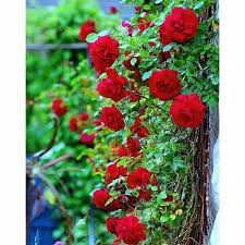 Jenis tanaman hias ada banyak sekali. Jual Bibit Tanaman Hias Bunga Mawar Rambat Merah Climbing Rose Di Lapak Taniku Tanimu Bukalapak