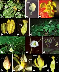 Image result for Menispermaceae