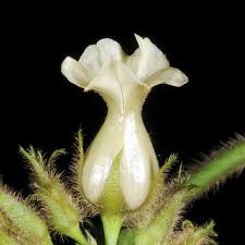 Image result for Lepistemon