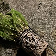 Image result for Asparagus natalensis