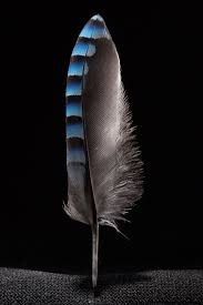 Black And White Striped Bird Feather These Stunning Photos Of Feathers Will Tickle Your Fancy Feather Photography Feather Painting Feather Art
