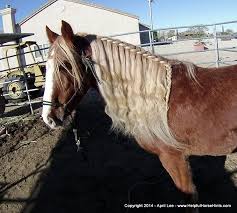 Beautiful, quality horsehair jewelry for all budgets, can be made with your horse's hair. Horse Mane Braids Helpful Horse Hints