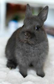 Pin Em Animal Planet Animais de quinta » outros animais. pin em animal planet
