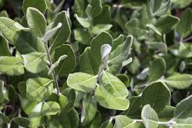 Image result for Feijoa sellowiana