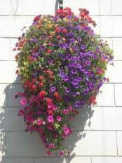 Petunias are often a gardener's staple. How To Make Sure Your Hanging Basket Of Petunias Stays Pretty