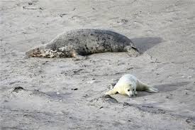 Find what you need at booking.com, the biggest travel site in the world. Kegelrobben Rekord Auf Helgoland So Viele Babys S
