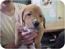 So, don't be afraid to ask the breeder about the genetic. Rochester Hills Mi Golden Retriever Meet Bella A Pet For Adoption