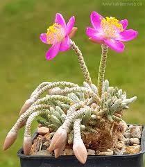 Image result for Anacampseros subnuda