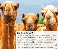 A camel can drink 30 gallons (113.56l) in ten minutes. Yuwanda Goop Tales Fun Facts Stories For Kids Fairy Book