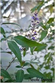 Nirgundi Nochi Leaves Medicinal Uses Benefits Home Remedy For Sinus Infection Nochi Stea Home Remedies For Sinus Sinus Infection Remedies Sinus Infection