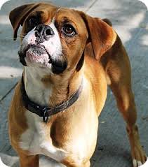 Bright and alert, sometimes silly, but always courageous, the boxer has been among america's most popular dog breeds for a very long time. Pin On Adoptable Dogs