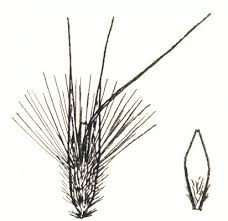 Image result for Rytidosperma davyi