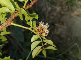 Image result for Harrisonia