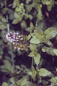 Image result for Mentha aquatica