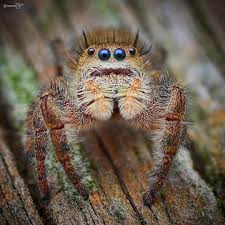 An inexpensive, high quality webcam: A Very Inquisitive Jumping Spider 1080x1080 Oc Imgur