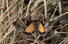 Image result for Syngrapha hochenwarthi