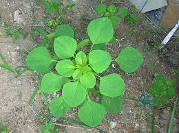 Image result for Acalypha sonderiana