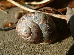 How To Care For Garden Snails Snails In Garden Snail Easy Pets