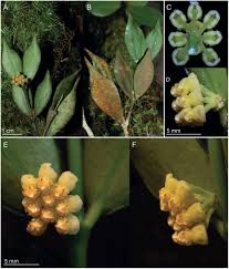Facebook gives people the power to share and makes the world. Hoya Corymbosa Apocynaceae Asclepiadoideae A New Unusual Species From Sabah Borneo And Its Systematic Position Based On Phylogenetic Analysis