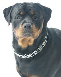 Our dog breeder directory is the ultimate source of listings for breeders in north america. Rottweiler Breeder In Michigan Dogs Breeds And Everything About Our Best Friends