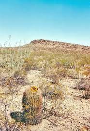 How Safe Is To Drink Water From A Cactus Quora