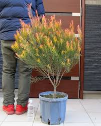 現品】アカシア・フロリバンダ フェニックスゴールド アカシアの木 10号 L8