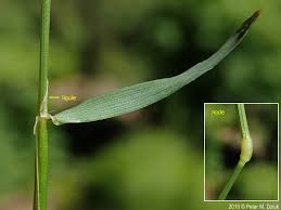 Image result for Anthoxanthum