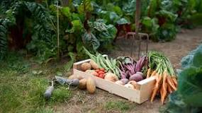 When to plant vegetables: a month by month calendar |