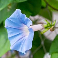 Image result for Ipomoea magnusiana