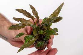 From the smallest cryptocoryne parva to the large cryptocoryne crispatula var. Anubias Cryptocoryne Sp Sunset Olibetta