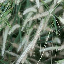 Image result for Cenchrus polystachios