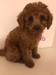 10lb Trained Red Golden Doodle Dogs Puppies For Rehoming Winnipeg Kijiji Golden Doodle Dog Doodle Dog Goldendoodle